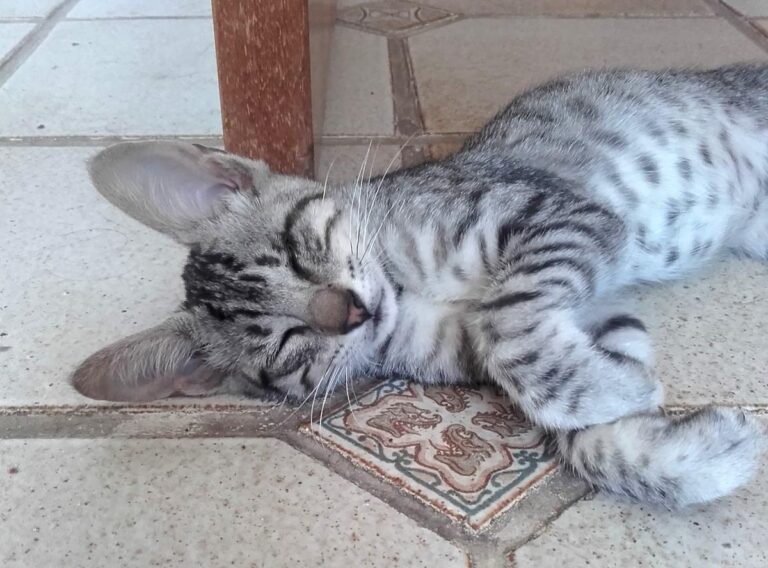 multimedia-foto65536-909-1