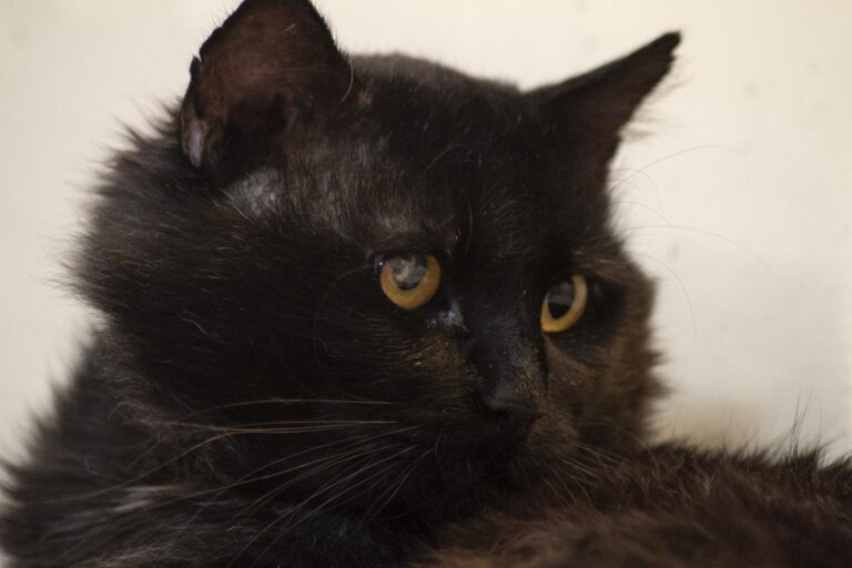 multimedia-foto65538-53-1