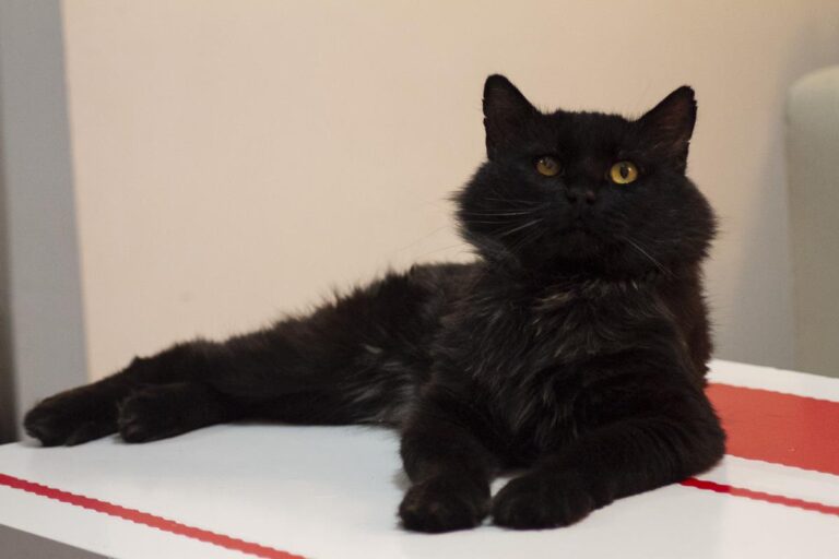 multimedia-foto65539-53-1