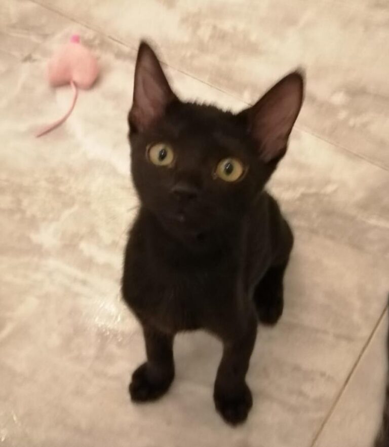 multimedia-foto65543-678-1