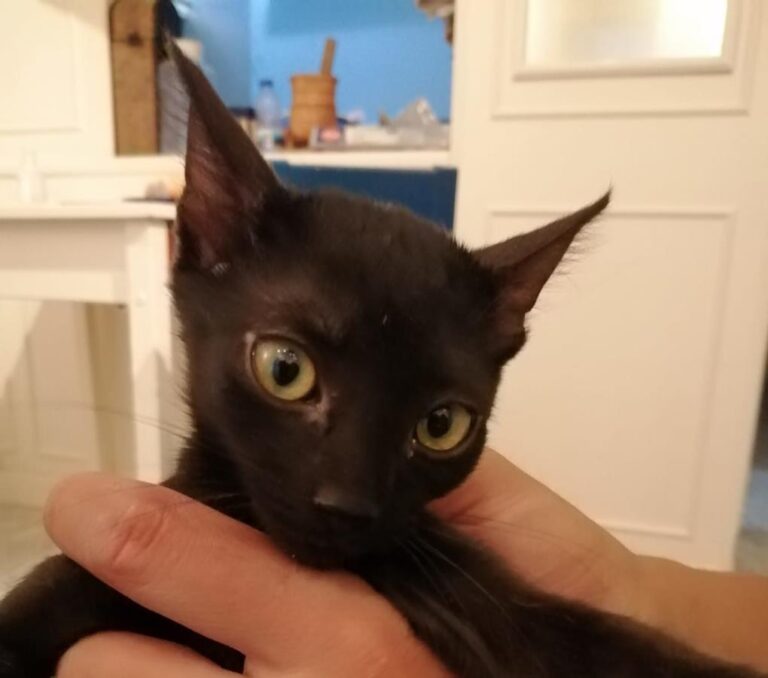 multimedia-foto65545-679-1