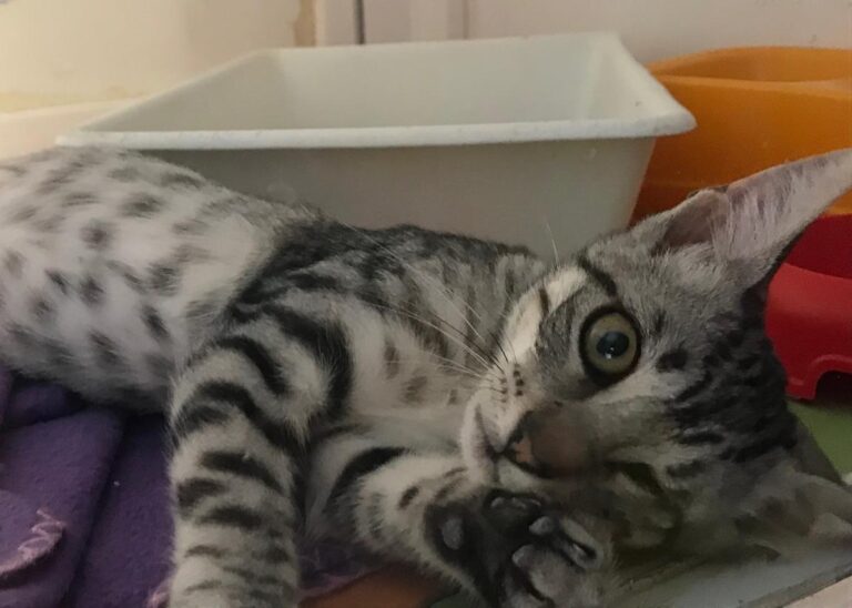 multimedia-foto65578-351-1