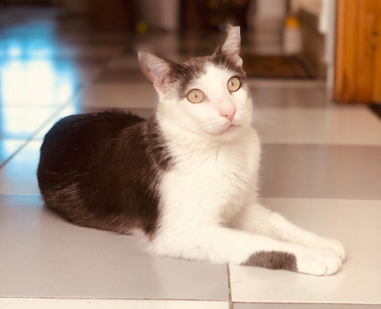 multimedia-foto65580-411-1