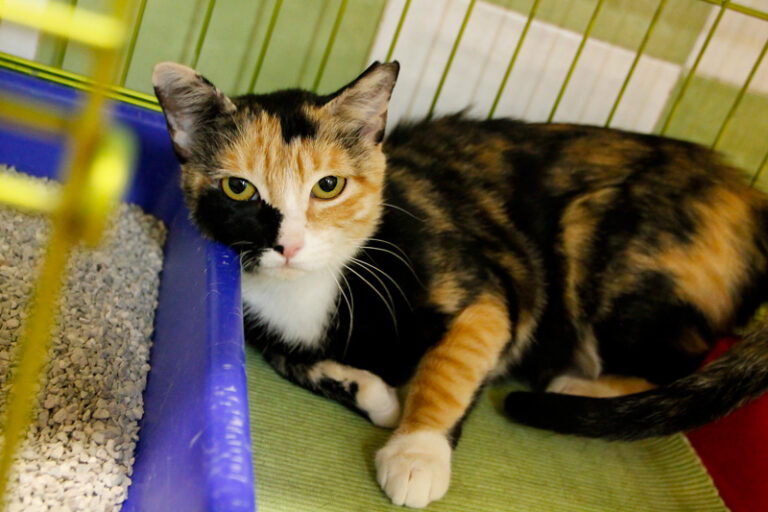 multimedia-foto65668-944-1