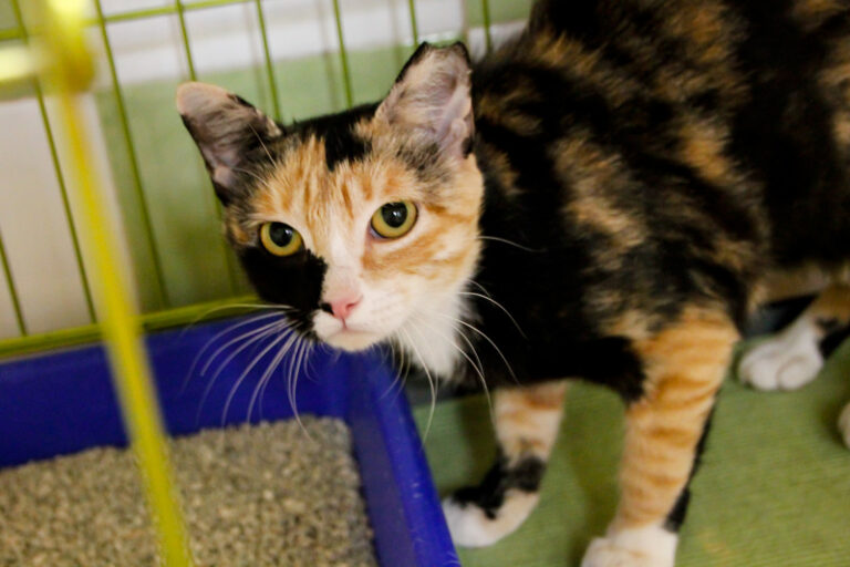 multimedia-foto65669-944-1