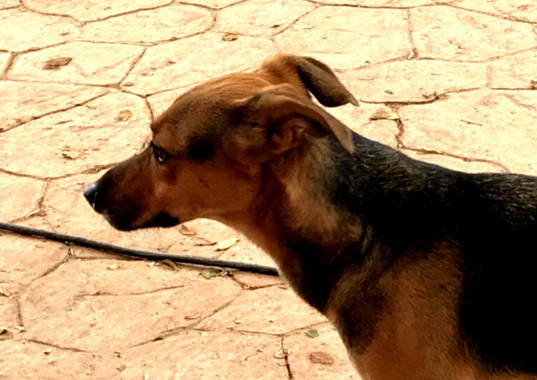 multimedia-foto65687-439-1