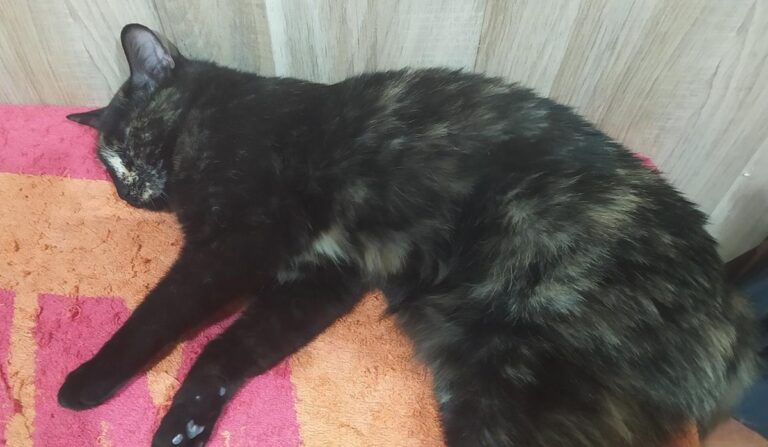 multimedia-foto65720-718-1