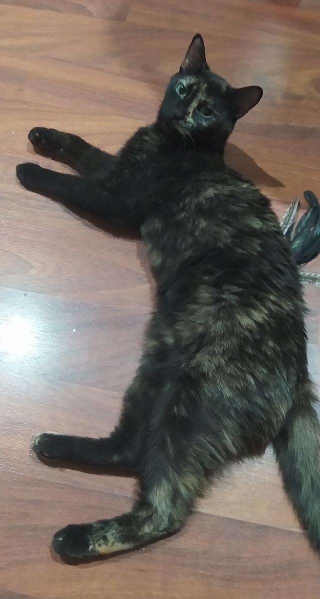 multimedia-foto65723-719-1