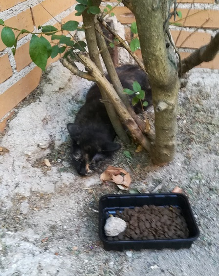 multimedia-foto65724-720-1