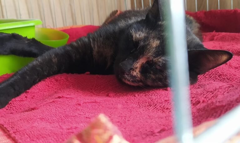 multimedia-foto65725-720-1