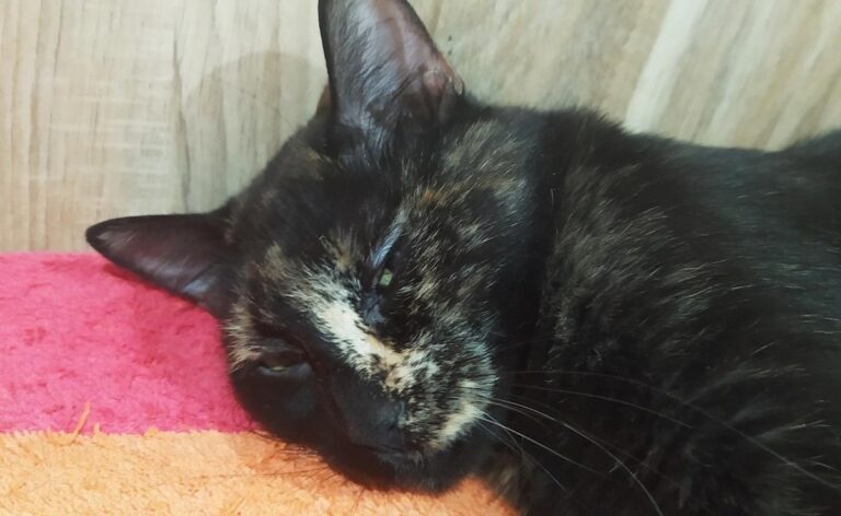 multimedia-foto65726-721-1