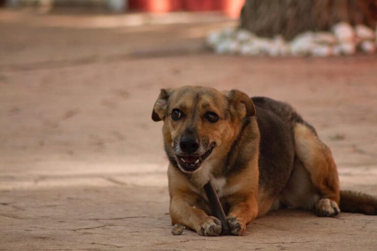 multimedia-foto65728-426-1