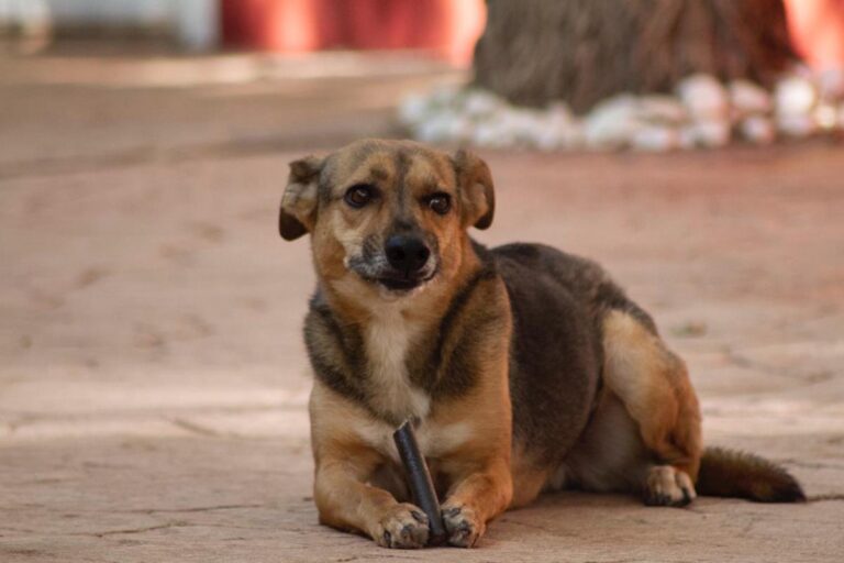 multimedia-foto65729-426-1