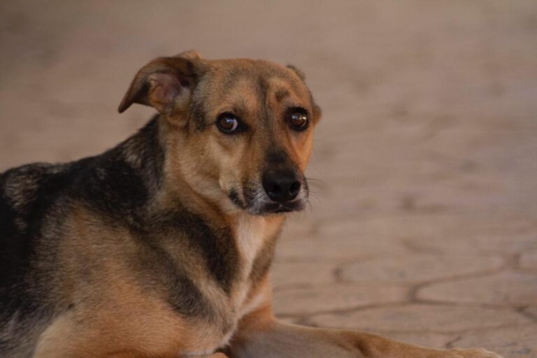 multimedia-foto65732-428-1