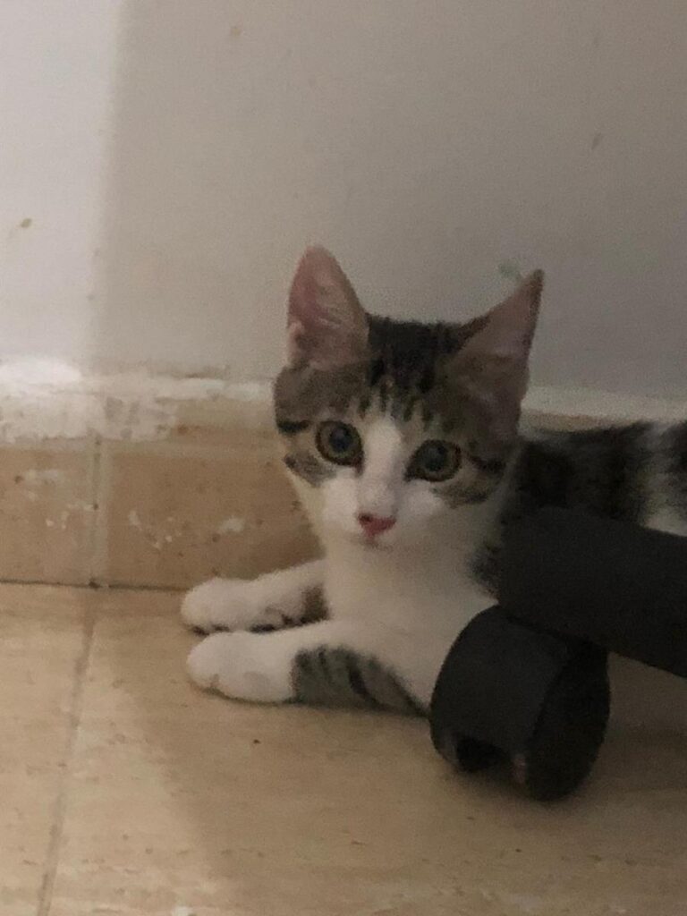 multimedia-foto65742-137-1