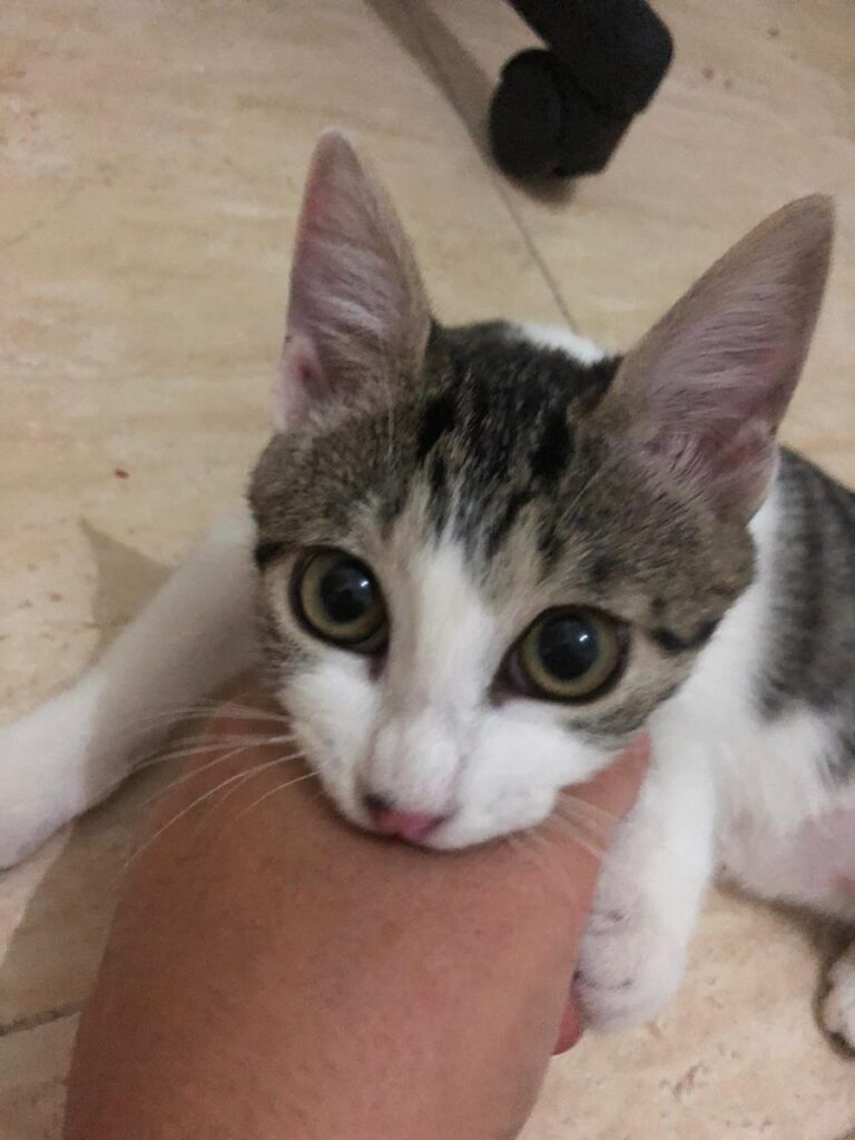 multimedia-foto65743-137-1