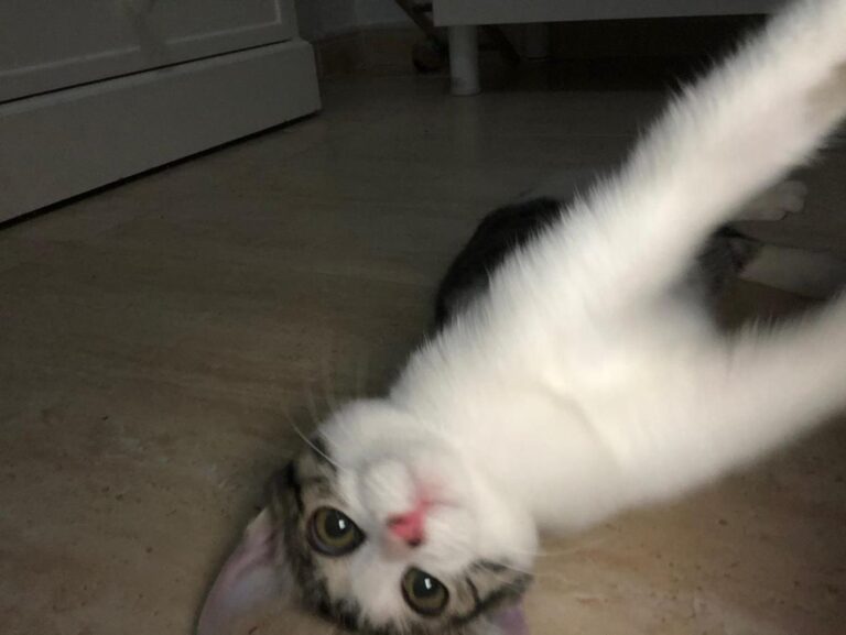 multimedia-foto65745-138-1