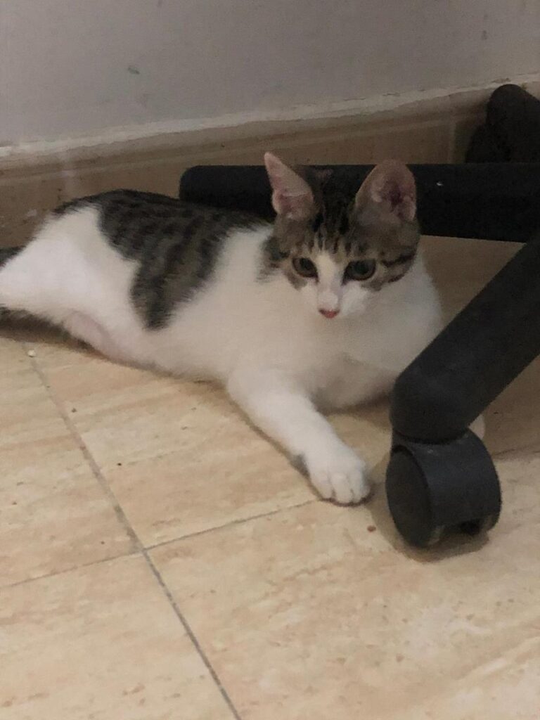 multimedia-foto65747-140-1