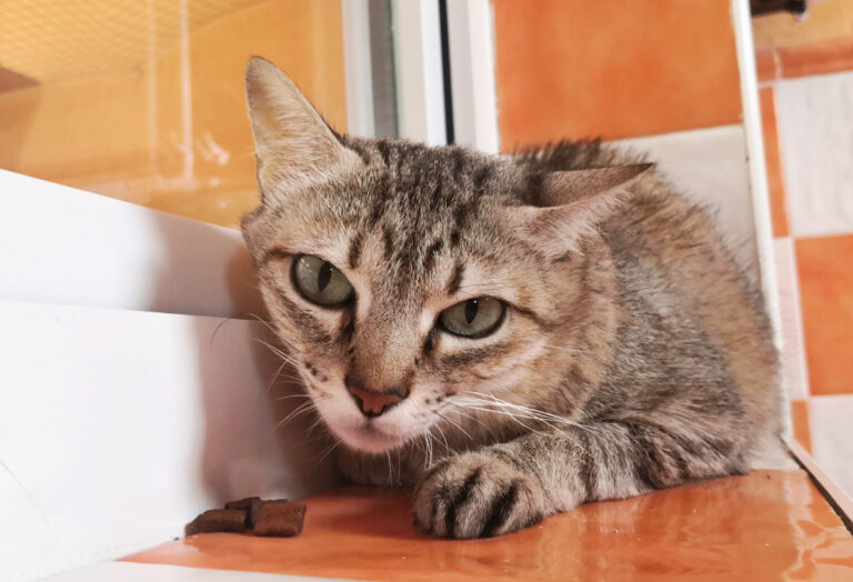 multimedia-foto65773-52-1