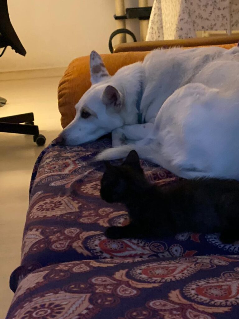 multimedia-foto65776-1000-1