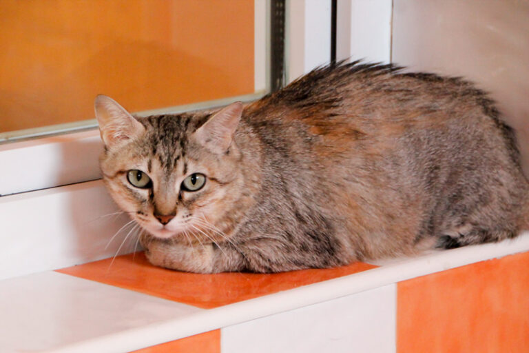 multimedia-foto65777-76-1