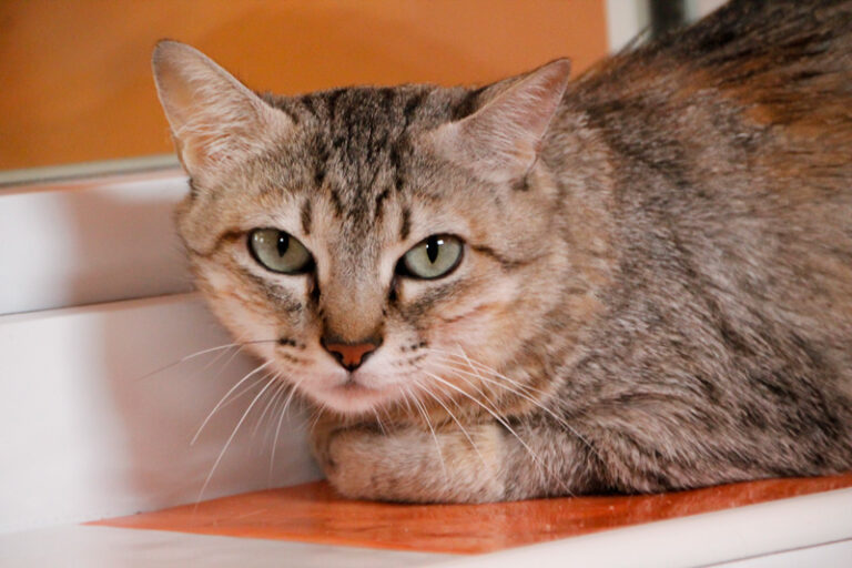 multimedia-foto65778-77-1