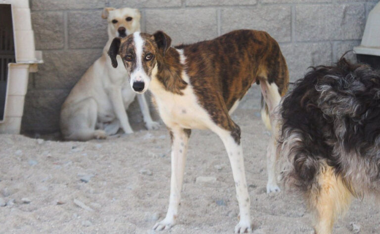 multimedia-foto65791-266-1