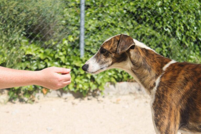 multimedia-foto65793-267-1