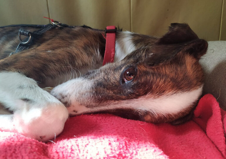 multimedia-foto65804-334-1