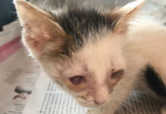 multimedia-foto65824-280-1