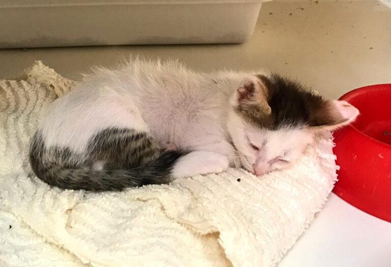 multimedia-foto65825-281-1