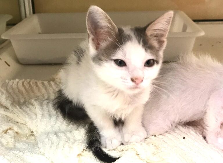 multimedia-foto65829-283-1