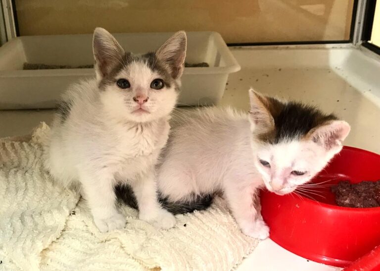 multimedia-foto65830-283-1