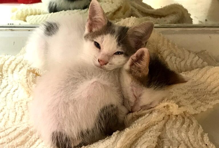 multimedia-foto65831-284-1