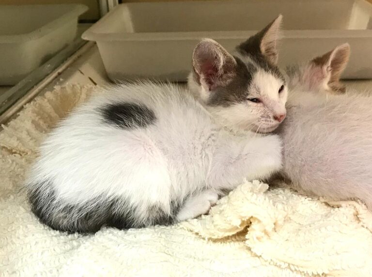 multimedia-foto65832-285-1