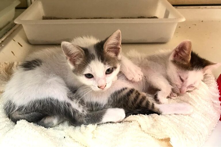 multimedia-foto65833-285-1