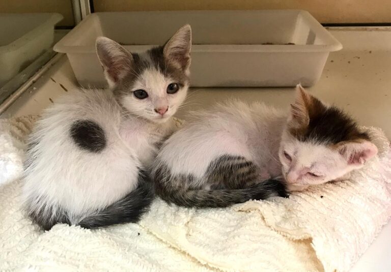 multimedia-foto65834-286-1