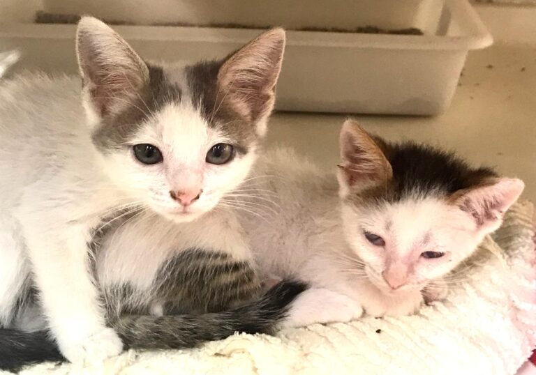 multimedia-foto65835-286-1