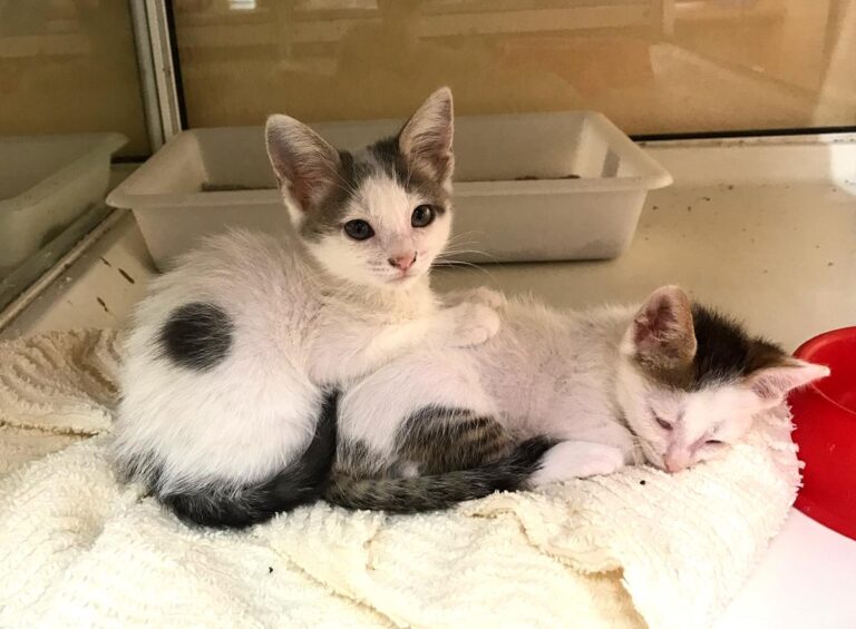 multimedia-foto65836-287-1