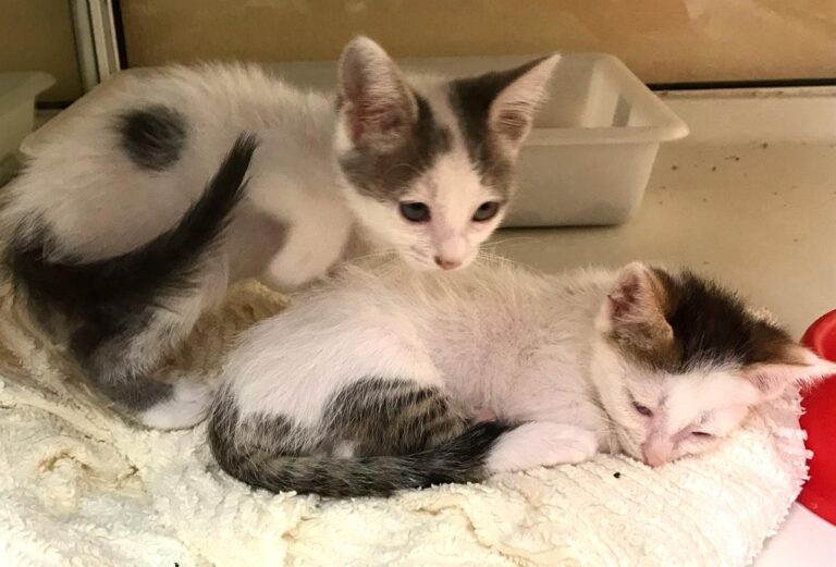 multimedia-foto65837-287-1