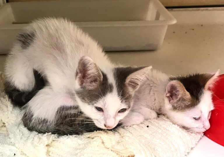 multimedia-foto65838-288-1