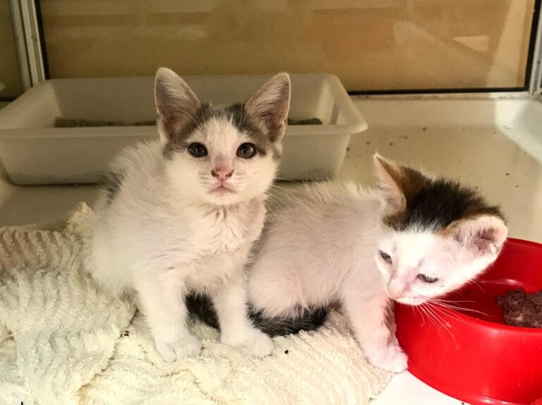 multimedia-foto65839-288-1