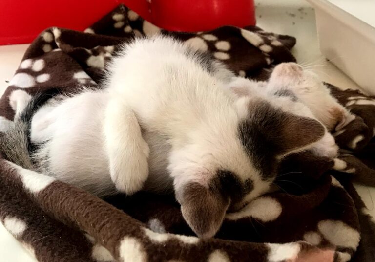 multimedia-foto65840-289-1