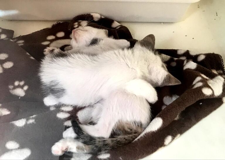 multimedia-foto65841-290-1