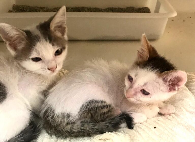 multimedia-foto65842-290-1