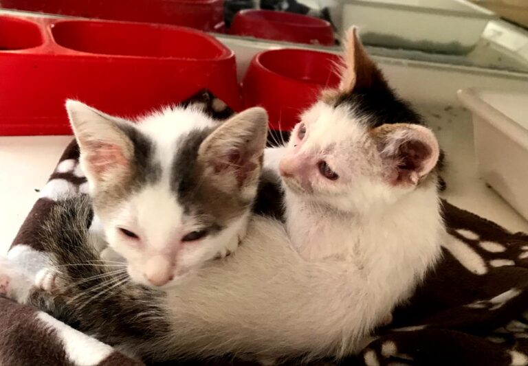 multimedia-foto65843-291-1