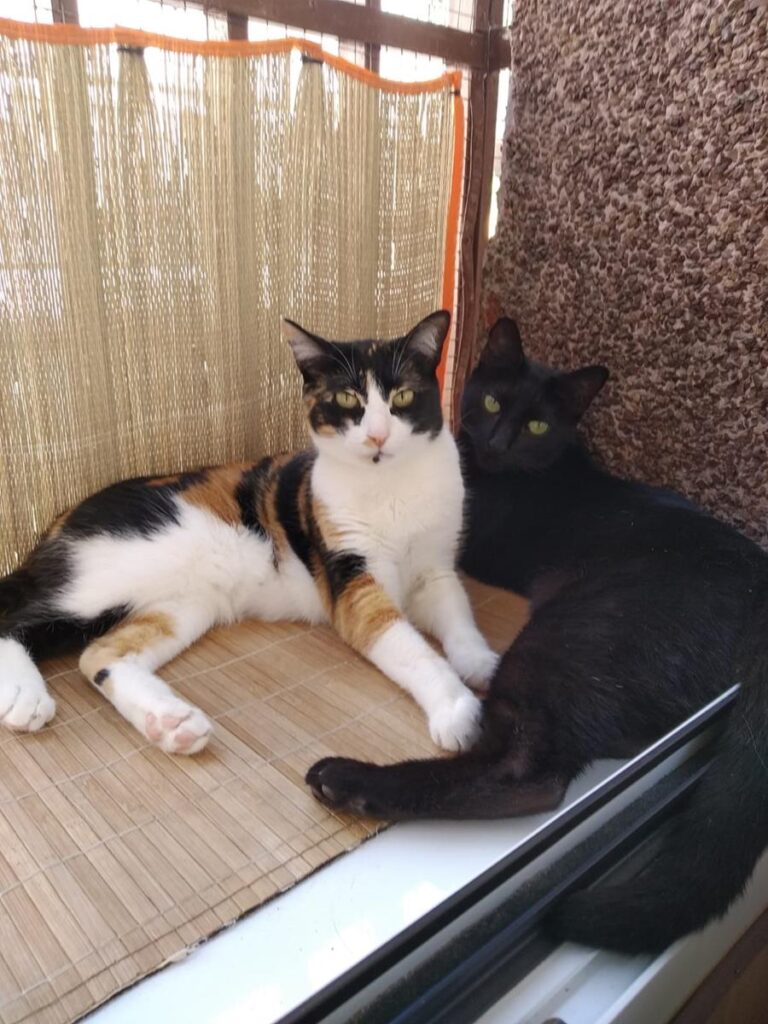 multimedia-foto65847-230-1