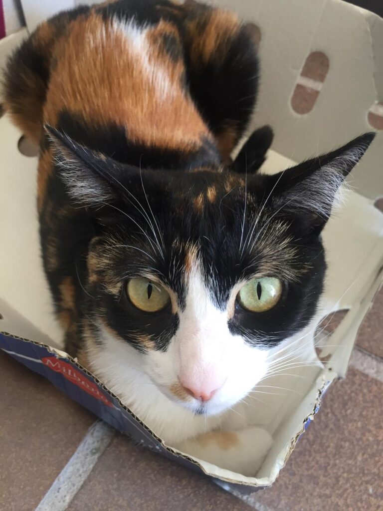 multimedia-foto65849-231-1