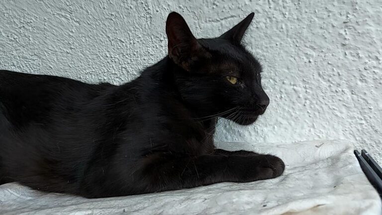 multimedia-foto65852-284-1