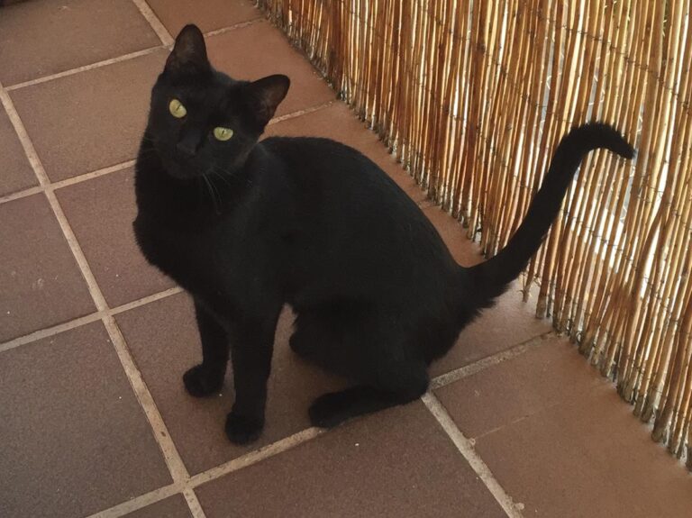 multimedia-foto65853-285-1